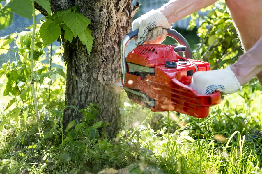 How Storm-damaged Trees Can Impact Your Landscape in Chandler, AZ How Storm-damaged Trees Can Impact Your Landscape in Chandler, AZ