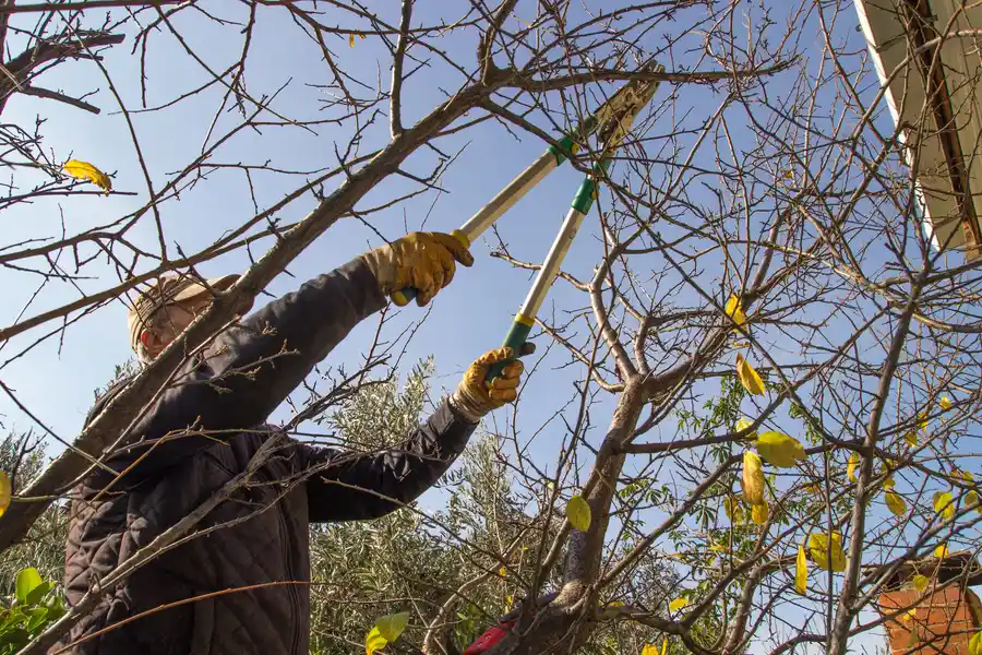 How Tree Trimming Improves Airflow And Sunlight Exposure Chandler, AZ How Tree Trimming Improves Airflow And Sunlight Exposure Chandler, AZ