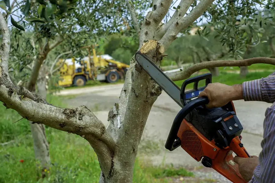 How Tree Trimming Prevents Damage To Your Property Chandler, AZ How Tree Trimming Prevents Damage To Your Property Chandler, AZ
