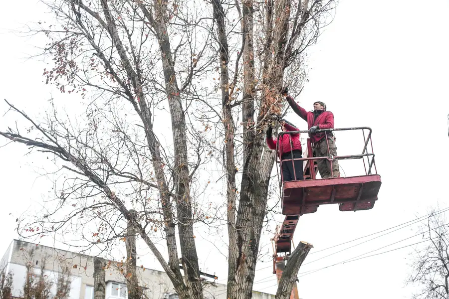 How Tree Trimming Prevents Damage To Your Property in Chandler, AZ How Tree Trimming Prevents Damage To Your Property in Chandler, AZ