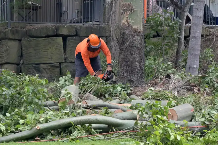 Local Tree Removal Service Chandler, AZ Local Tree Removal Service Chandler, AZ