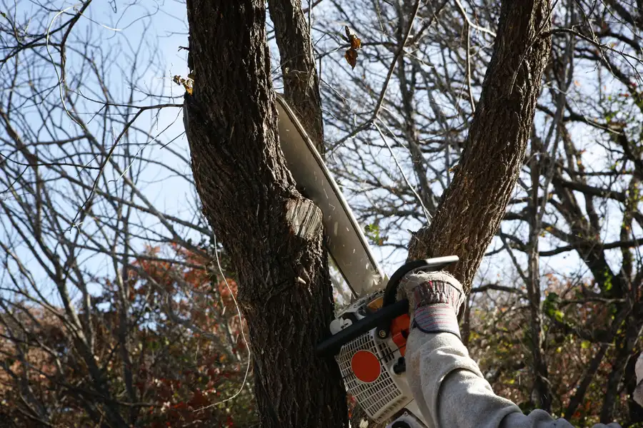 Signs A Tree Needs Professional Removal Services Chandler, AZ Signs A Tree Needs Professional Removal Services Chandler, AZ