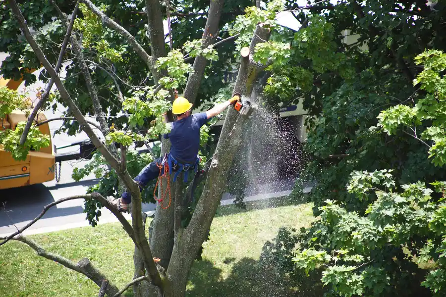 Signs A Tree Needs Professional Removal Services in Chandler, AZ Signs A Tree Needs Professional Removal Services in Chandler, AZ
