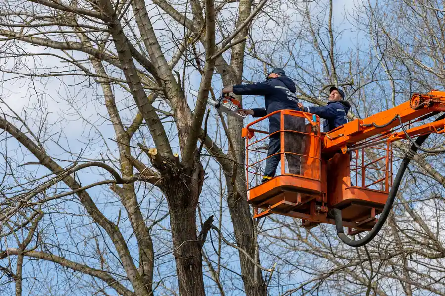 Superior Tree Removal Service Chandler, AZ Superior Tree Removal Service Chandler, AZ