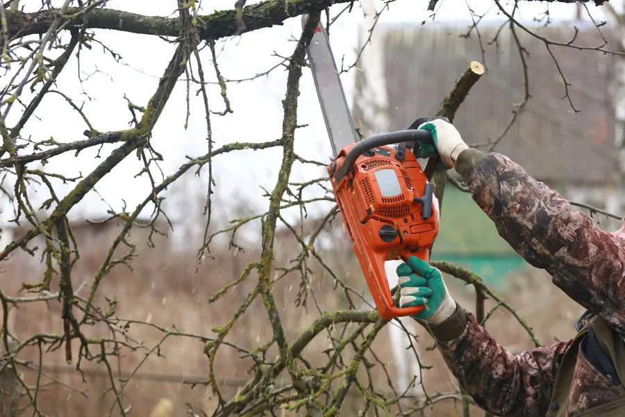 Top-rated Tree Trimming Service Chandler, AZ Top-rated Tree Trimming Service Chandler, AZ