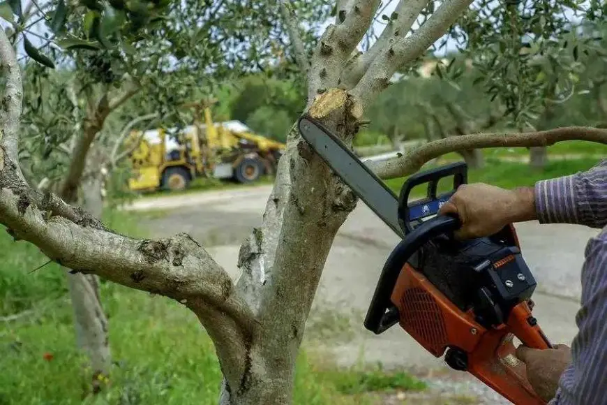 How Tree Trimming Prevents Damage to Your Property Chandler, AZ How Tree Trimming Prevents Damage to Your Property Chandler, AZ