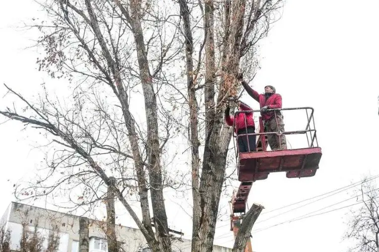 How Tree Trimming Prevents Damage to Your Property in Chandler, AZ How Tree Trimming Prevents Damage to Your Property in Chandler, AZ