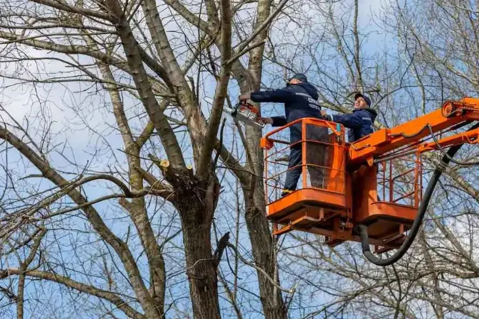 Professional Tree Removal Service Chandler, AZ Professional Tree Removal Service Chandler, AZ