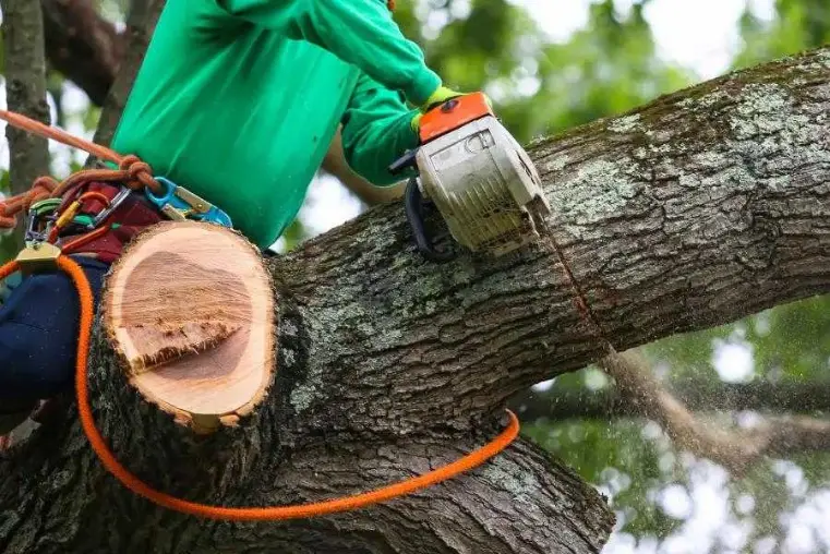 Reliable Tree Trimming Service in Chandler, AZ Reliable Tree Trimming Service in Chandler, AZ