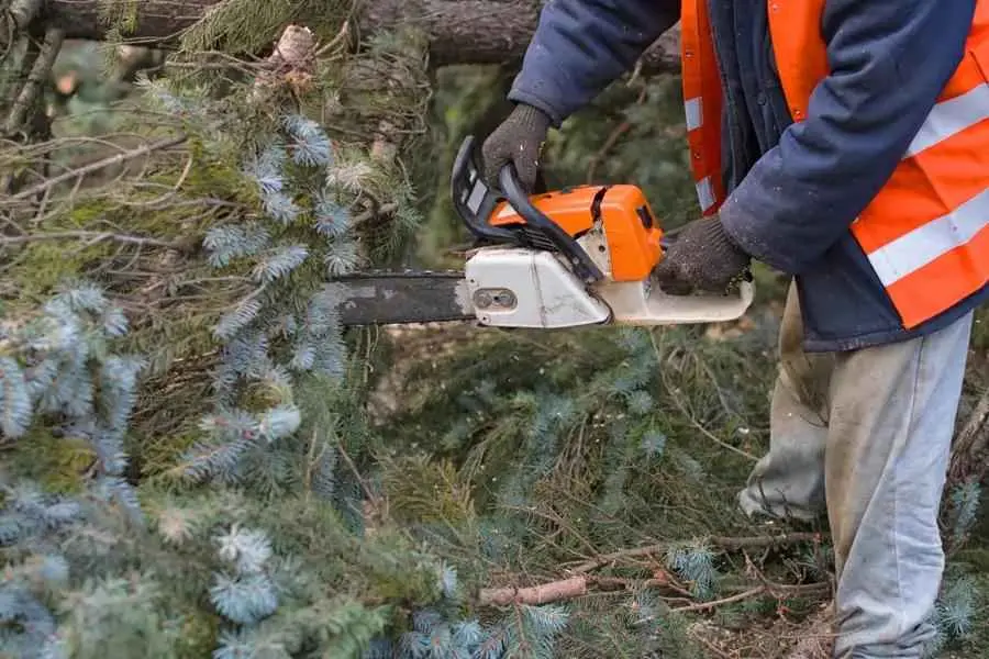 Trusted Tree Removal Service in Chandler, AZ Trusted Tree Removal Service in Chandler, AZ