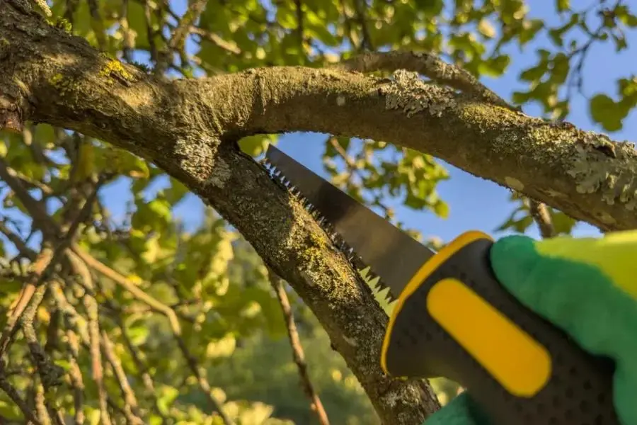 Trusted Tree Trimming Service in Chandler, AZ Trusted Tree Trimming Service in Chandler, AZ